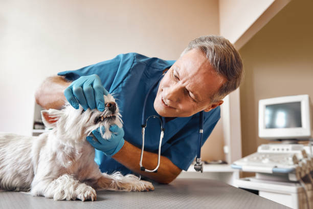 Best Pediatric Emergency Dentist in Wade Hampton, SC
